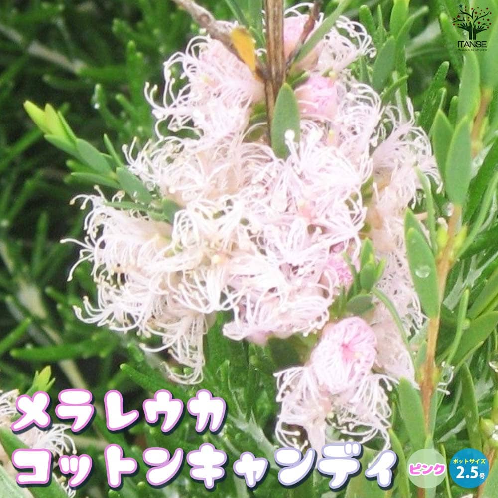 メラレウカ・コットンキャンディー ピンク【庭木 2.5号ポット】