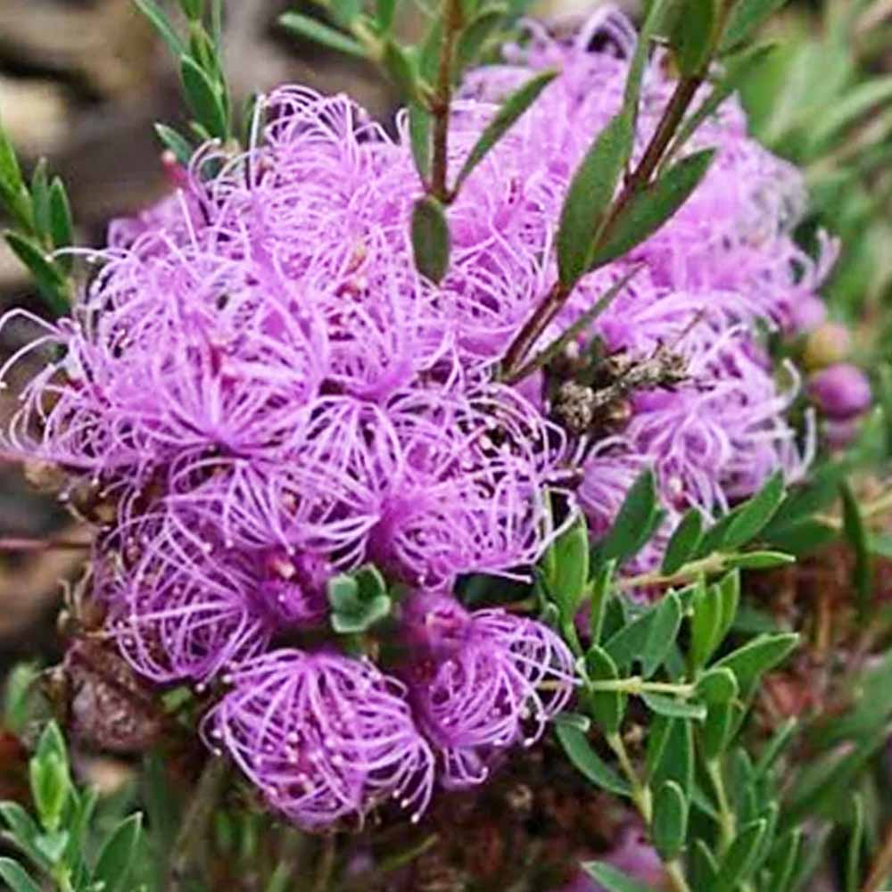 メラレウカ・コットンキャンディー パープル【庭木 2.5号ポット】