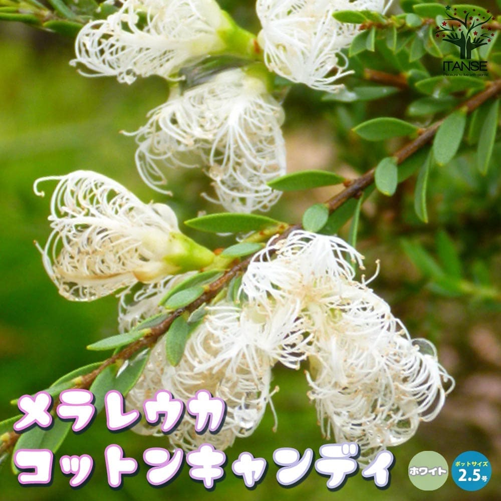 園芸ネット本店｜メラレウカ：メディカルティーツリー 5号ポット の