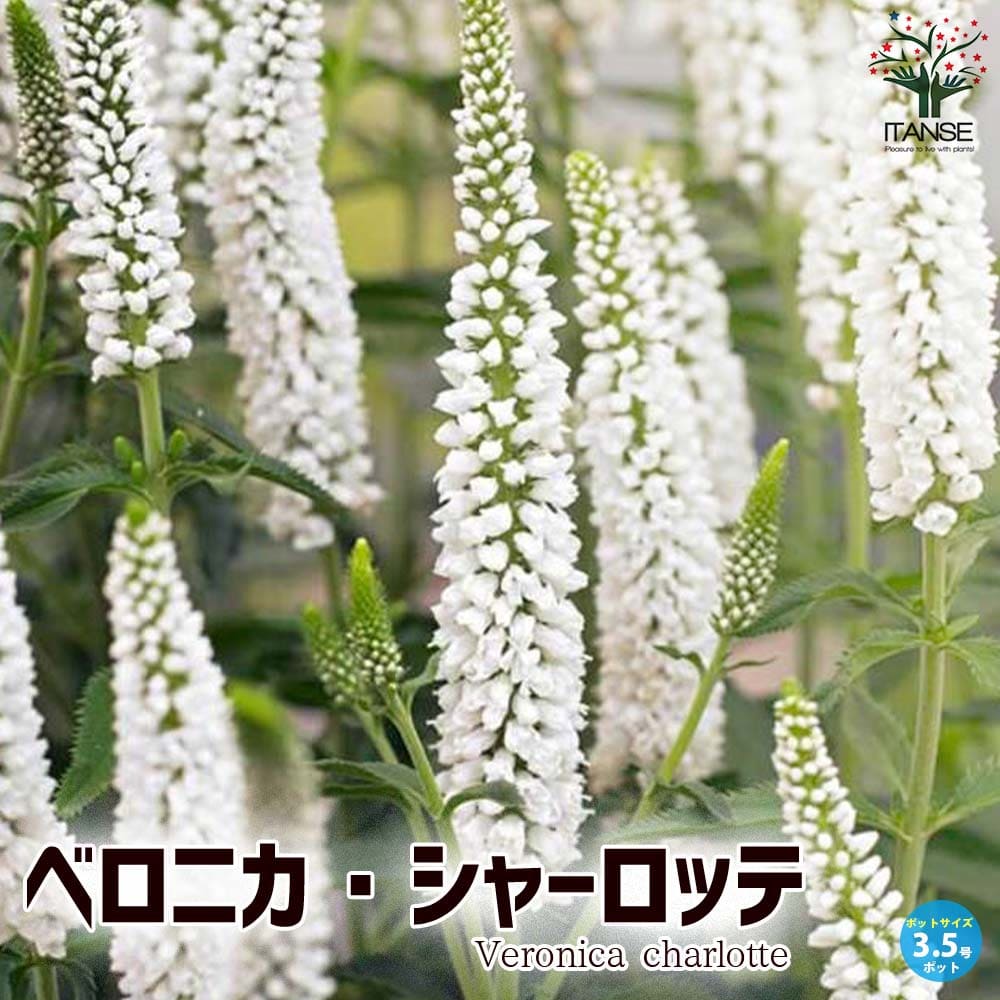 ベロニカ シャーロッテ【花苗 3.5号ポット】