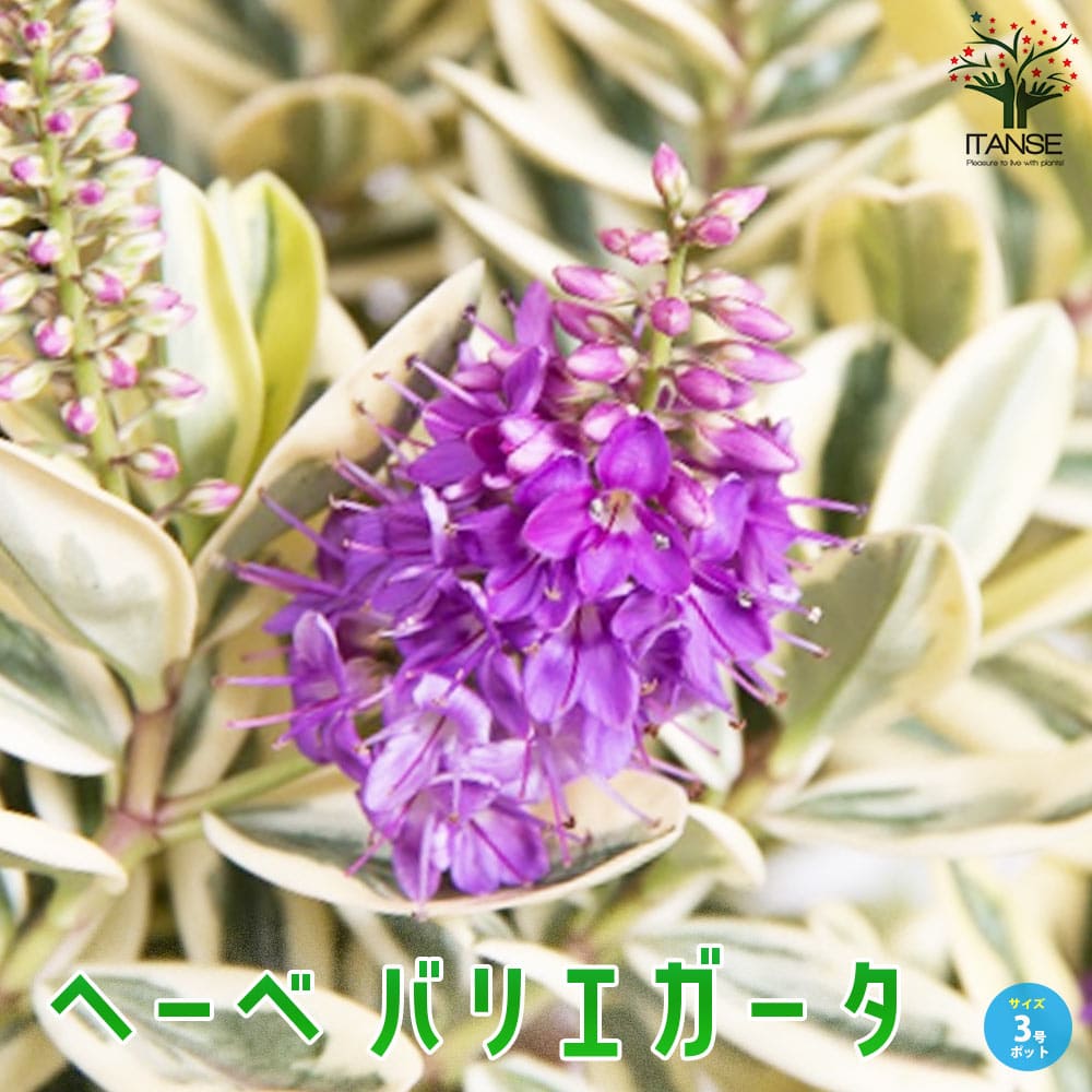 ヘーベ バリエガータ 花木・カラーリーフ【庭木 3号ポット】｜ 【植物
