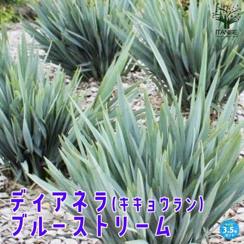 マンゴーの苗木 マハチャノック (鉢植え苗なので年中植付け可能)【果樹