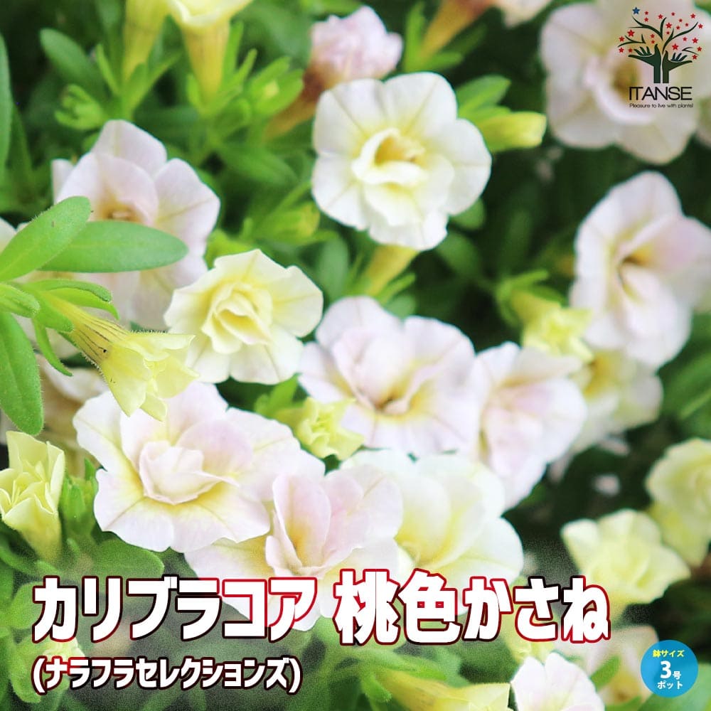 カリブラコア 桃色かさね(ナラフラセレクションズ)【花苗 3号ロングポット】