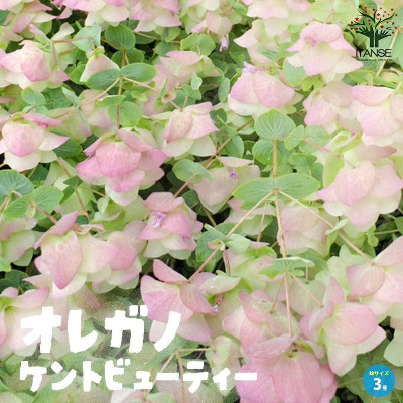 月下美人の苗木 楽天市場】月下美人苗とても珍しい花月下美人大株 : 園芸百貨店何でも