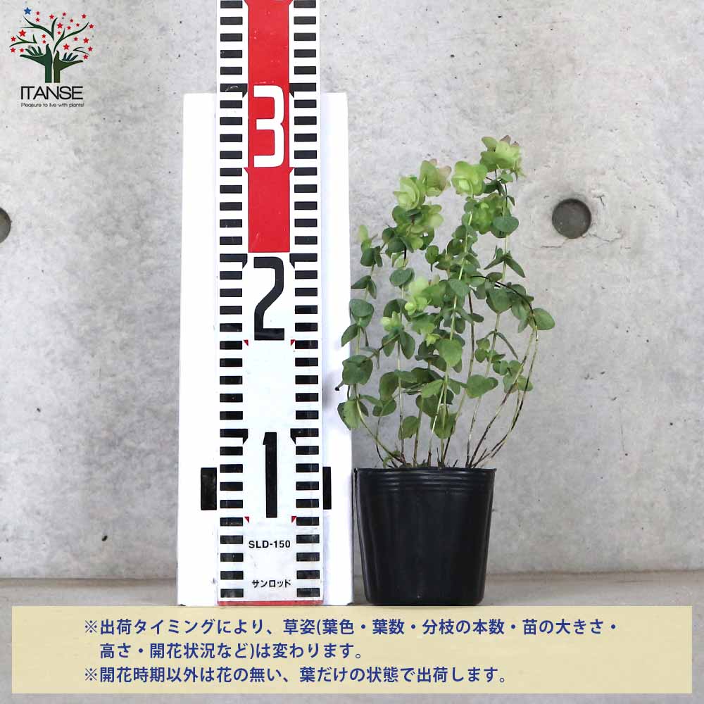 発色綺麗♡ケントオレガノビューティ 切り花 8本 花20以上 発色綺麗♡ケントオレガノビューティ② 切り花 8本 花20以上