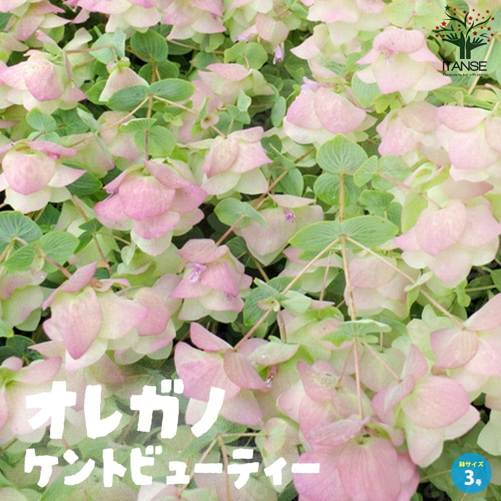オレガノ ケントビューティー ハーブ苗【花苗 3号ポット