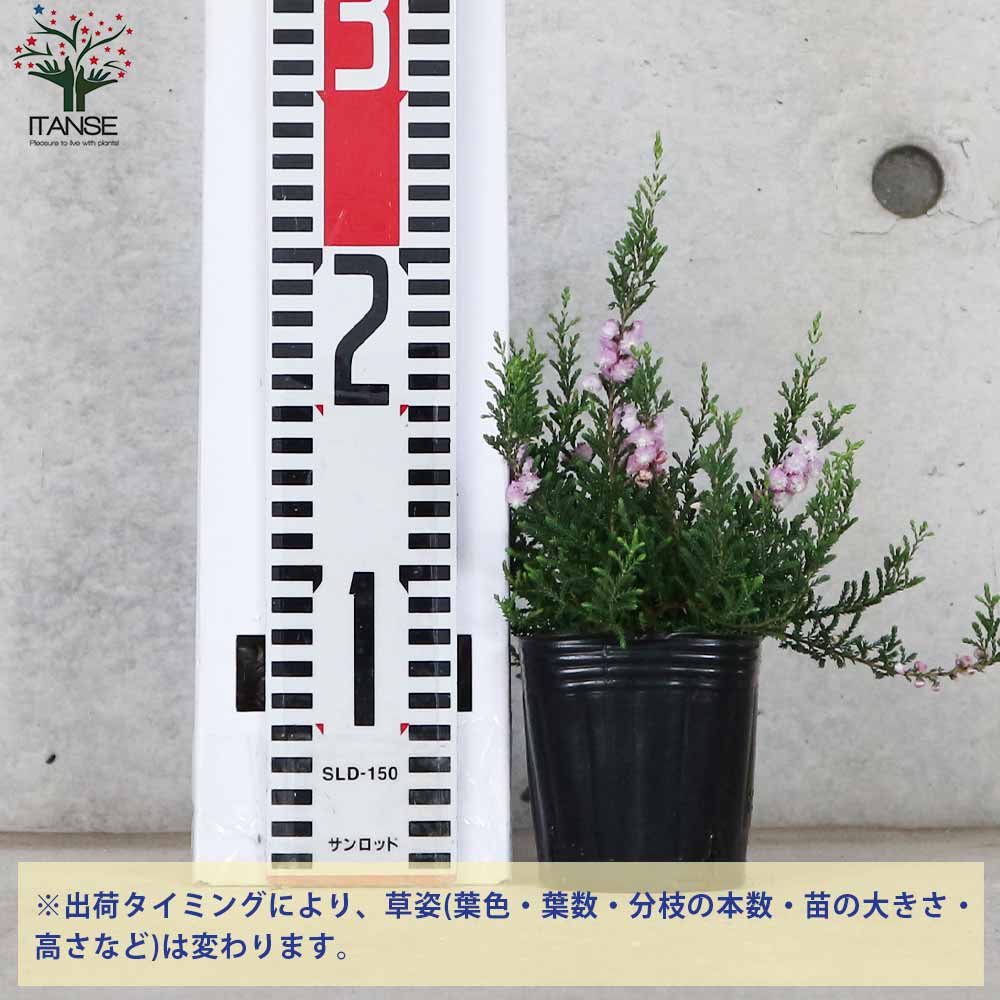 追加商品画像