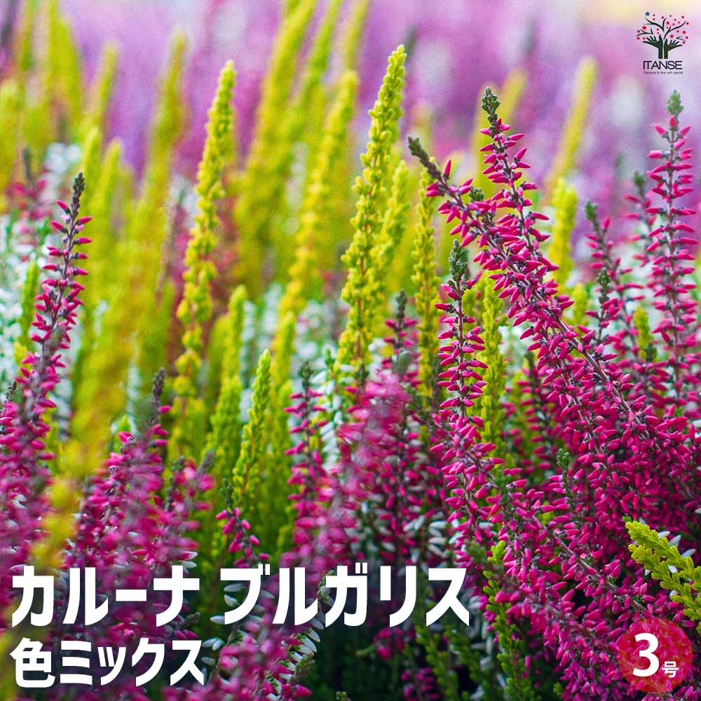 カルーナ・ブルガリス(色ミックス) 花色のご指定はできません。花木苗