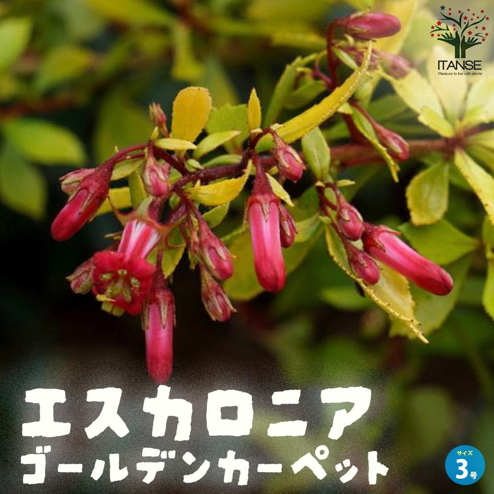 エスカロニア・ゴールデンカーペット【庭木 3号ポット】