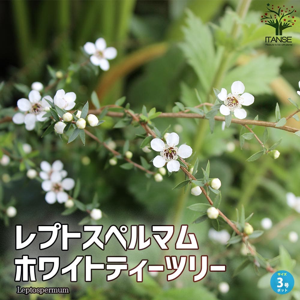 レプトスペルマム・ホワイトティーツリー ハーブ苗【庭木 3号ポット】