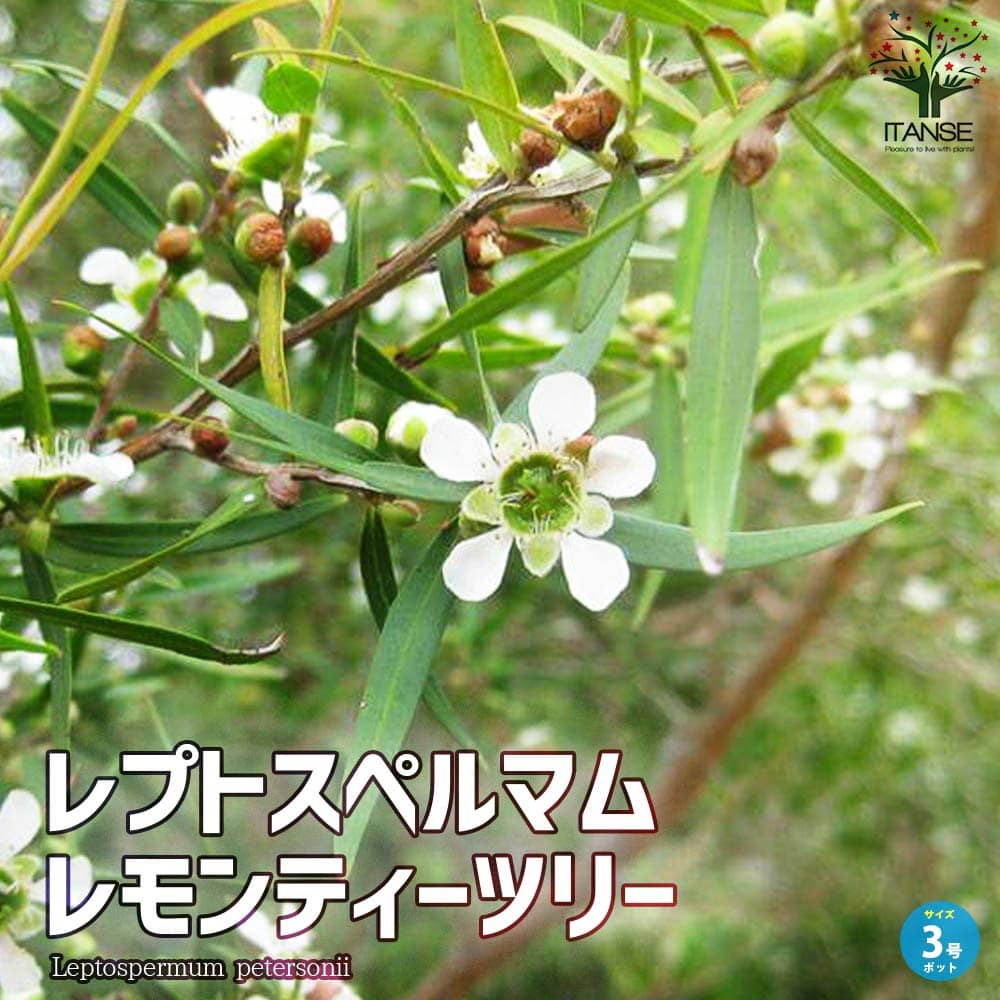 ティーツリー｜【植物のITANSE】全品送料無料・即出荷!