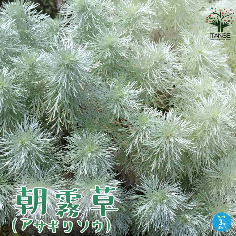 朝霧草(アサギリソウ) 多年草・カラーリーフ【花苗 3号ポット】