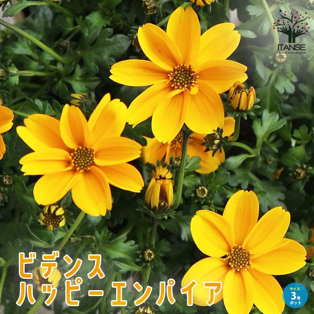 ビデンス・ハッピーエンパイア 多年草【花苗 3号ポット】