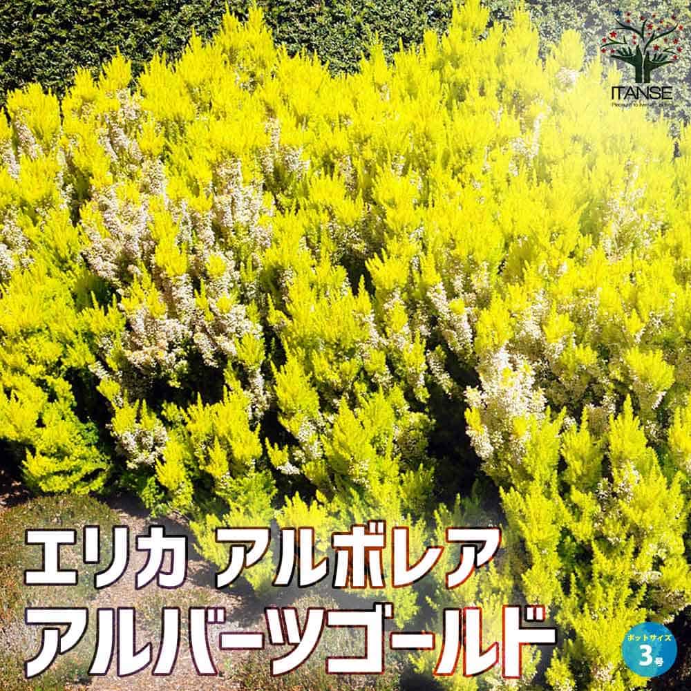 エリカ アルボレア アルバーツゴールド【庭園花木 3号ポット】