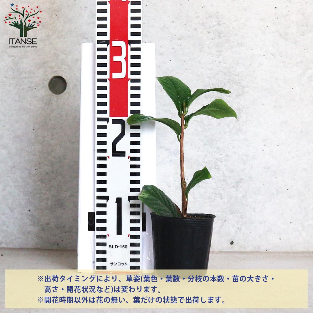 はなの森 椿 ページ／ドテラ NHK趣味の園芸2026.5月号『その組み合わせ、ステキ！』【TV】5月17日①