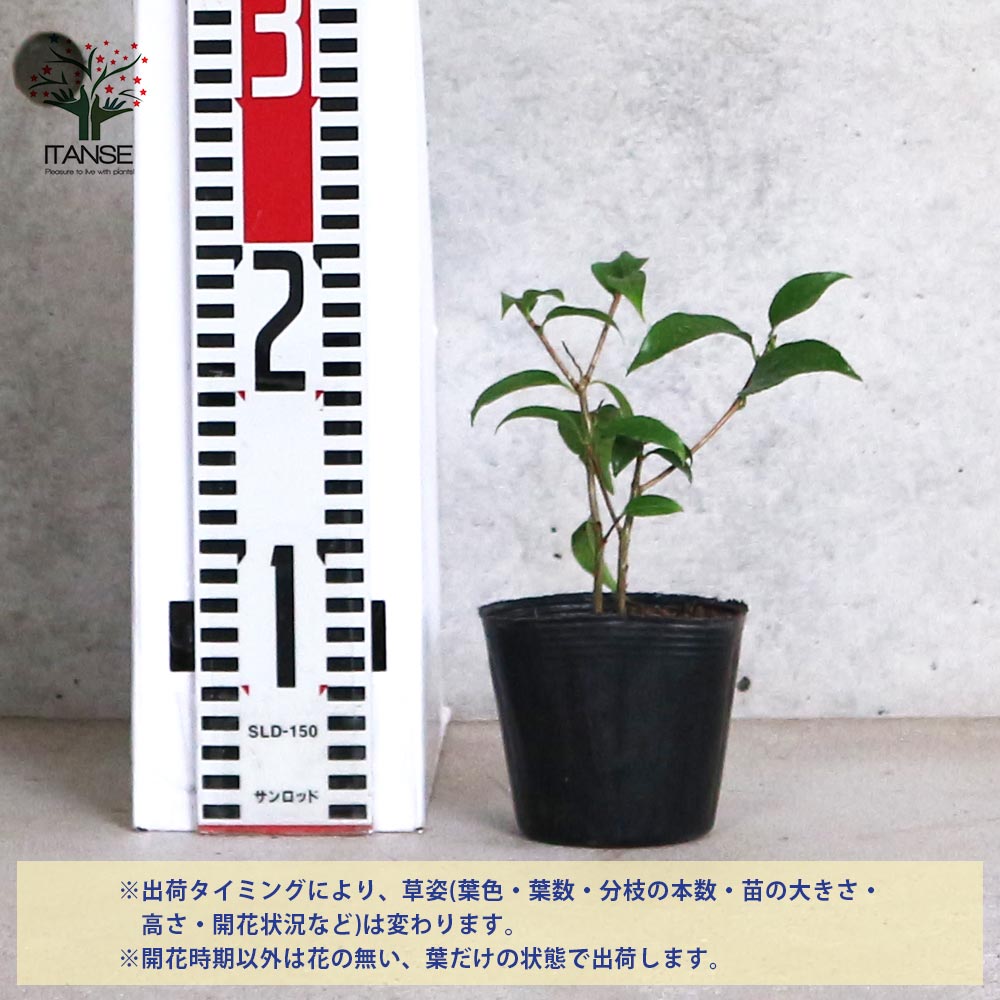 原種系中国椿(つばき)の苗木 品種：頂生金花茶(チョウセイキンカチャ