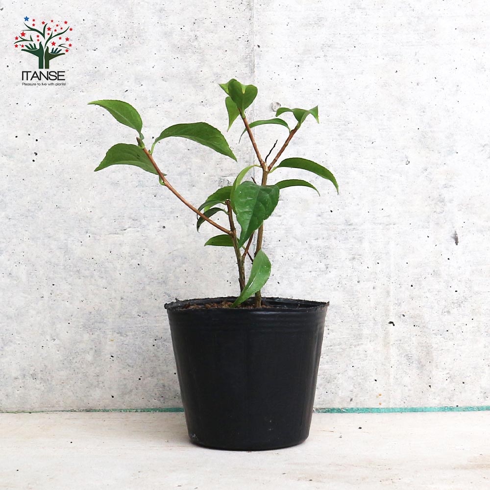 原種系中国椿(つばき)の苗木 品種：頂生金花茶(チョウセイキンカチャ