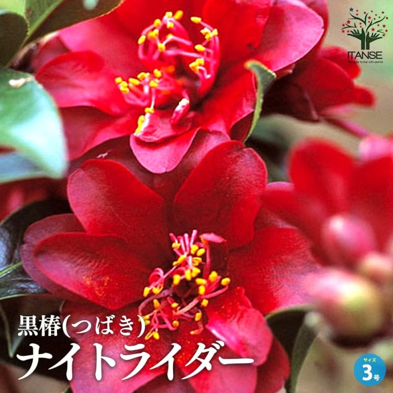 椿 孔雀(くじゃく) 【庭木 4.5号鉢／1個売り】｜ 【植物のITANSE