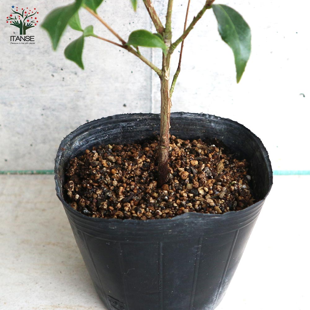 山ちゃん　白椿　八重咲き　挿し木ポット苗　矢車天人菊の種　2個 imgrc0087050429.jpg