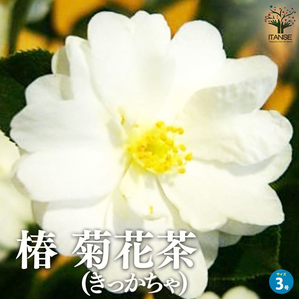 小百合　椿　調整中 商品紹介 - 琉球椿 | 沖縄県産の椿オイルを使用した肌に優しい