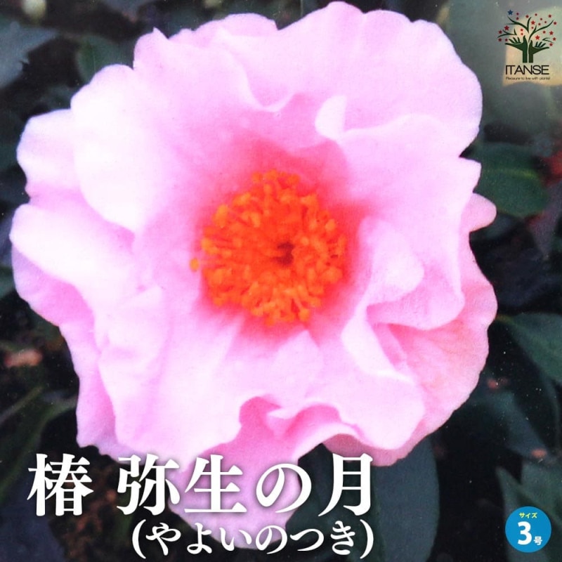 頂生金花茶 椿 000000009469_oRvFPbQ.jpg