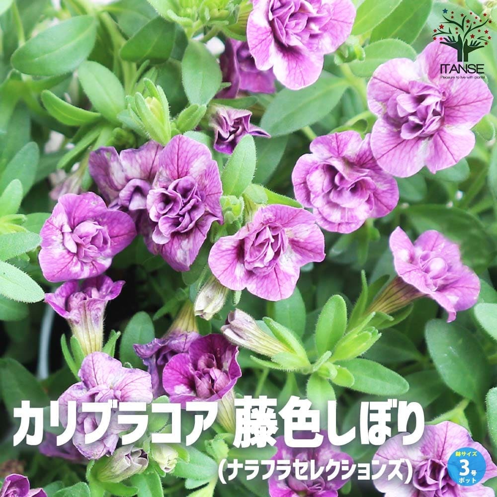 カリブラコア 藤色しぼり(ナラフラセレクションズ) 非耐寒性多年草(一年草扱い)2個～【花苗 3号ロングポット】