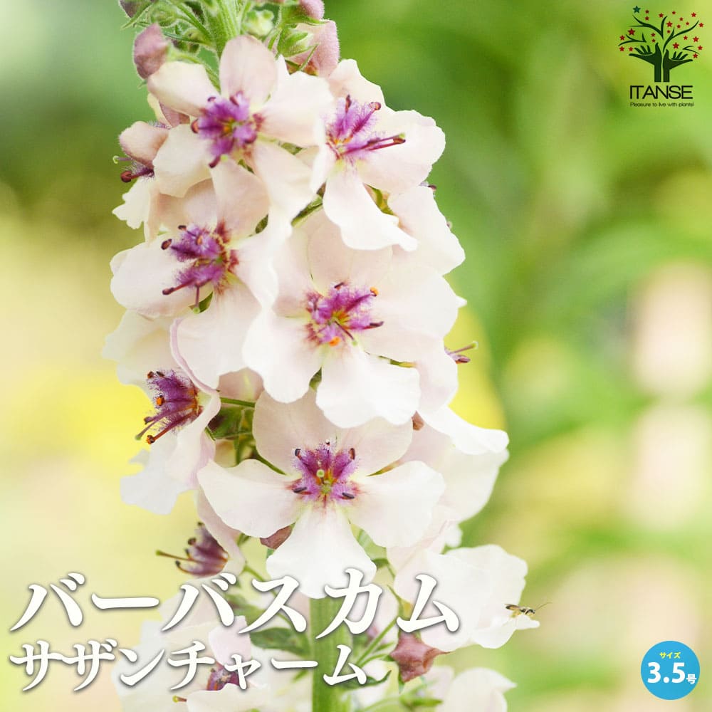 バーバスカム サザンチャーム 多年草【花苗 3.5号ポット】
