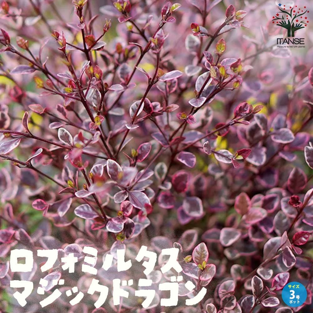 ロフォミルタス マジックドラゴン カラーリーフ【庭木 3号ロングポット】