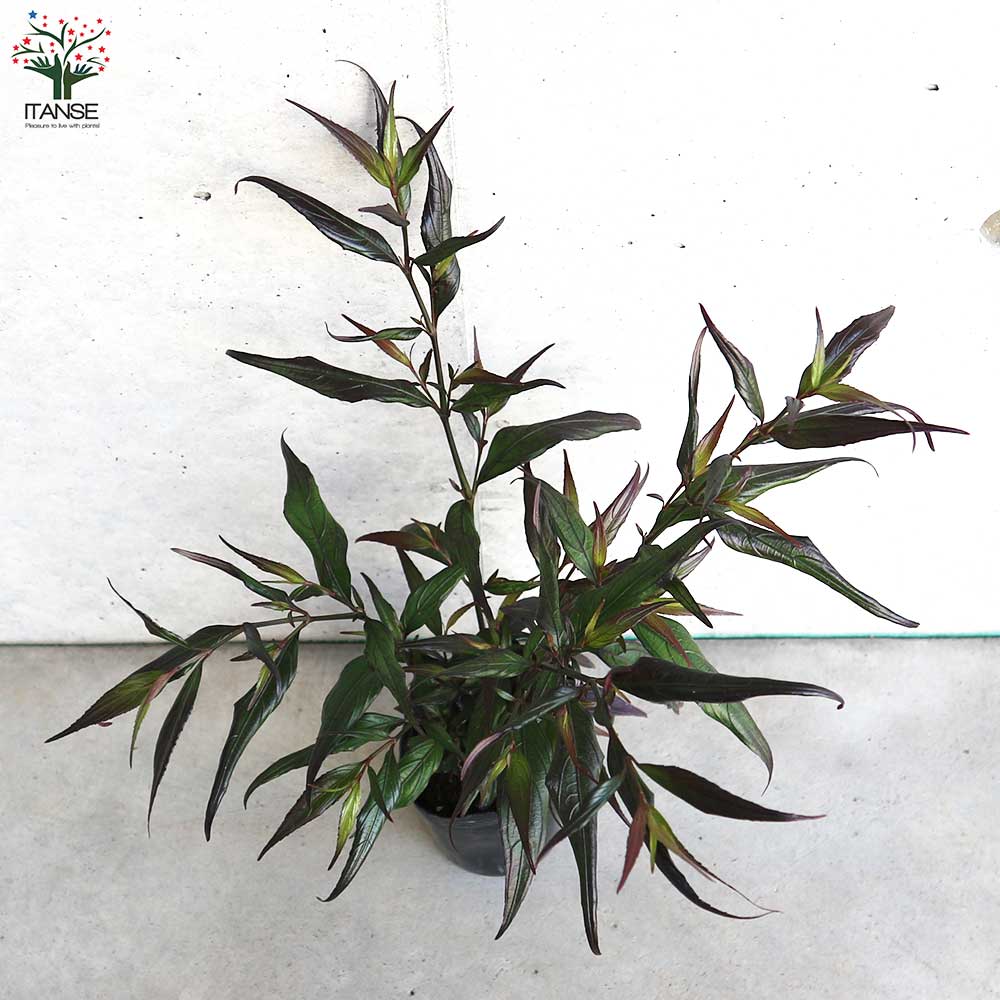 ストロビランテス ブルネッティー カラーリーフ【庭木 3号ロング