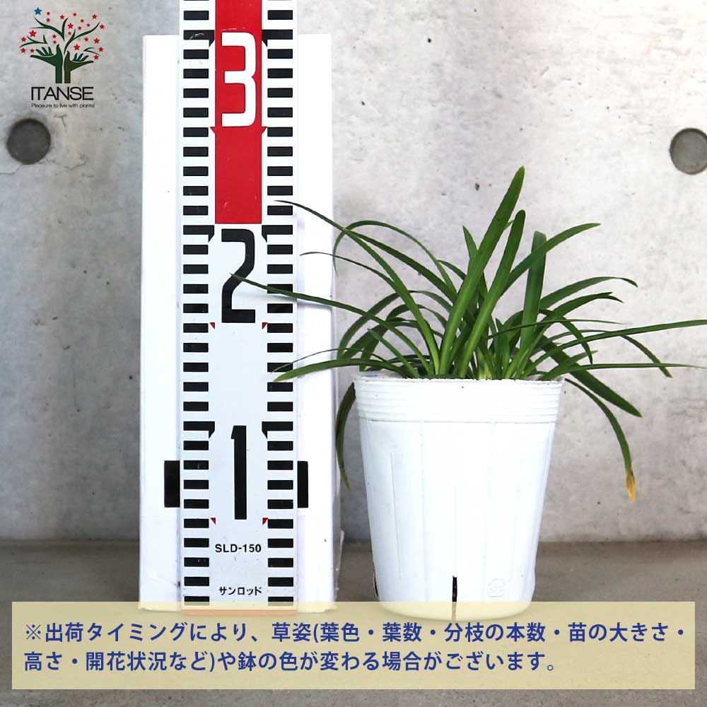 アガパンサス サマーラブ ブルー 球根植物【花苗 3.5号ポット