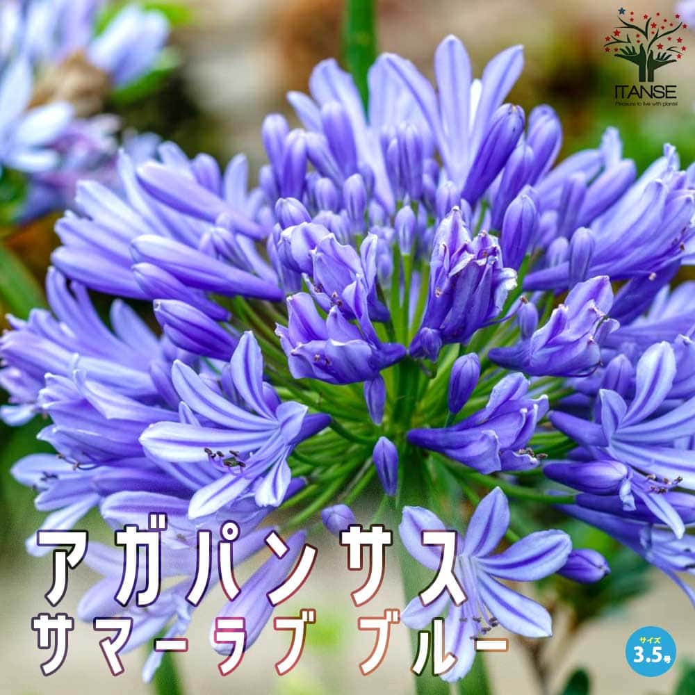 ２色大株　アガパンサス　サマーラブ　苗　白．ブルー　購入品 2色大株 アガパンサス サマーラブ 苗 白．ブルー 購入品 楽天