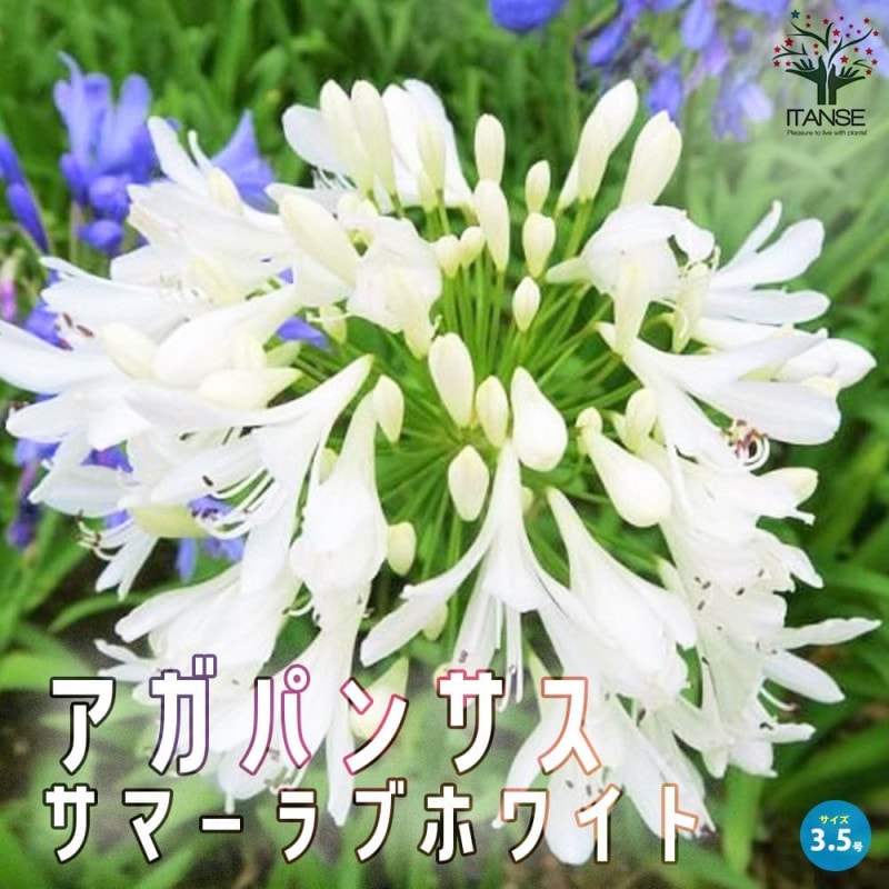 アガパンサス サマーラブ ホワイト 【花苗 5号鉢】｜ 【植物の