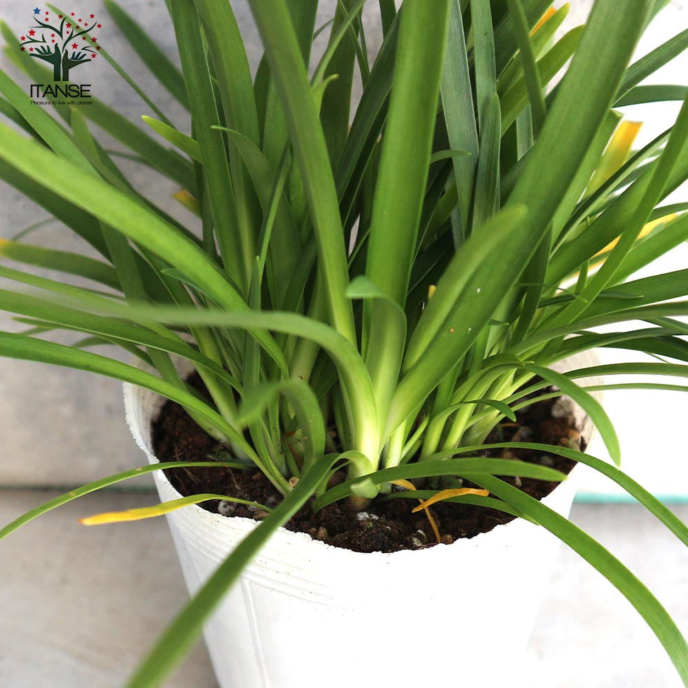 アガパンサス サマーラブ ホワイト 球根植物【花苗 3.5号ポット