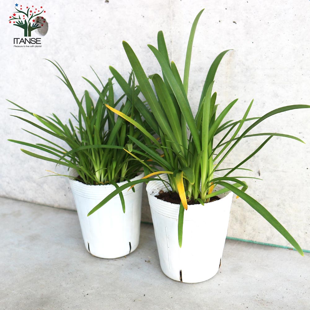 アガパンサス サマーラブ ホワイト 球根植物【花苗 3.5号ポット