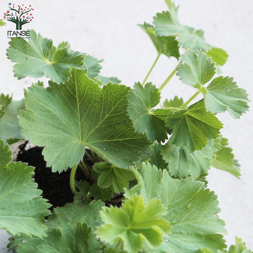 アルケミラ モリス 多年草【花苗 10.5cmポット】｜ 【植物の