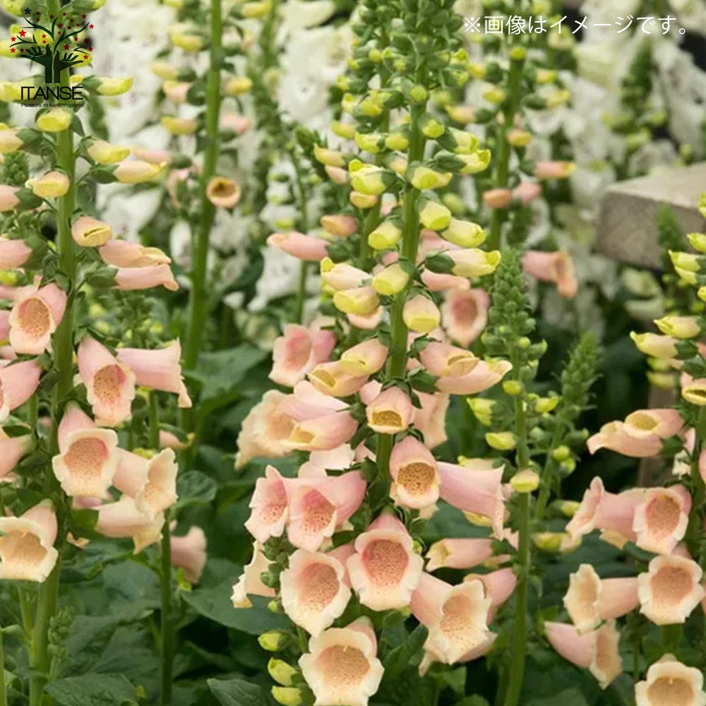 ジギタリス アプリコット 宿根草【花苗 10.5cmポット】｜ 【植物の