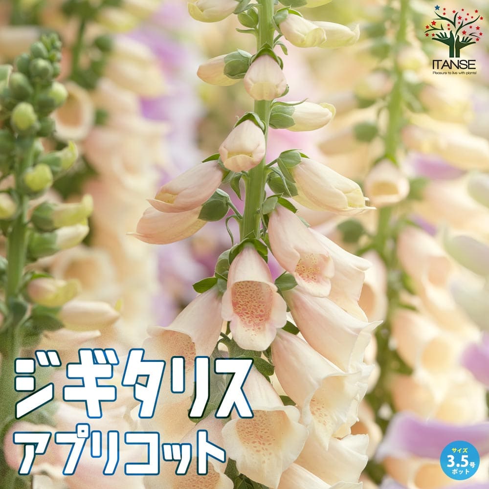 ジギタリス アプリコット 宿根草【花苗 10.5cmポット】