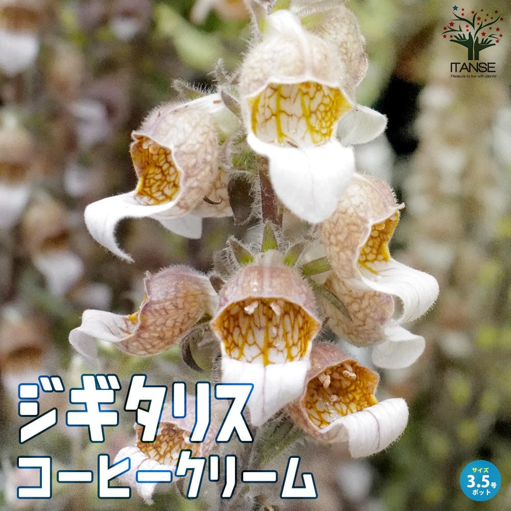 ジギタリス コーヒークリーム(カフェクリーム) 宿根草【花苗 10.5cmポット】