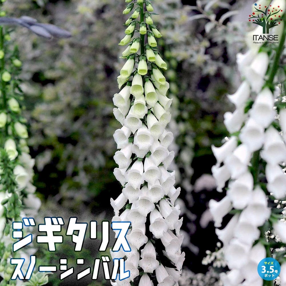 ジギタリス スノーシンバル(スノーシンブル) 宿根草【花苗 10.5cmポット】