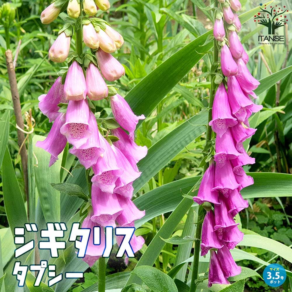 ジギタリス タプシー 宿根草【花苗 10.5cmポット】