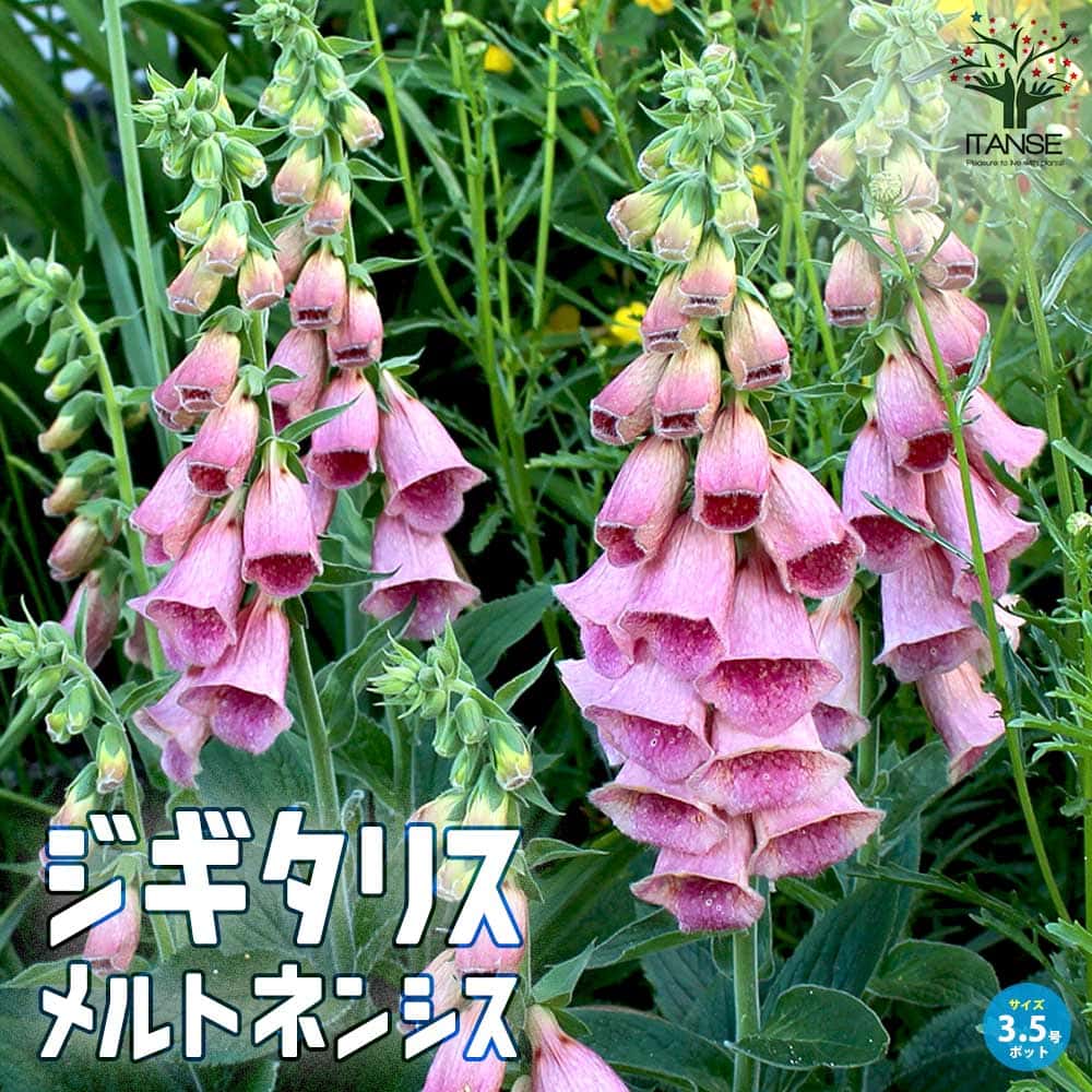 ジギタリス メルトネンシス 宿根草【花苗 10.5cmポット】