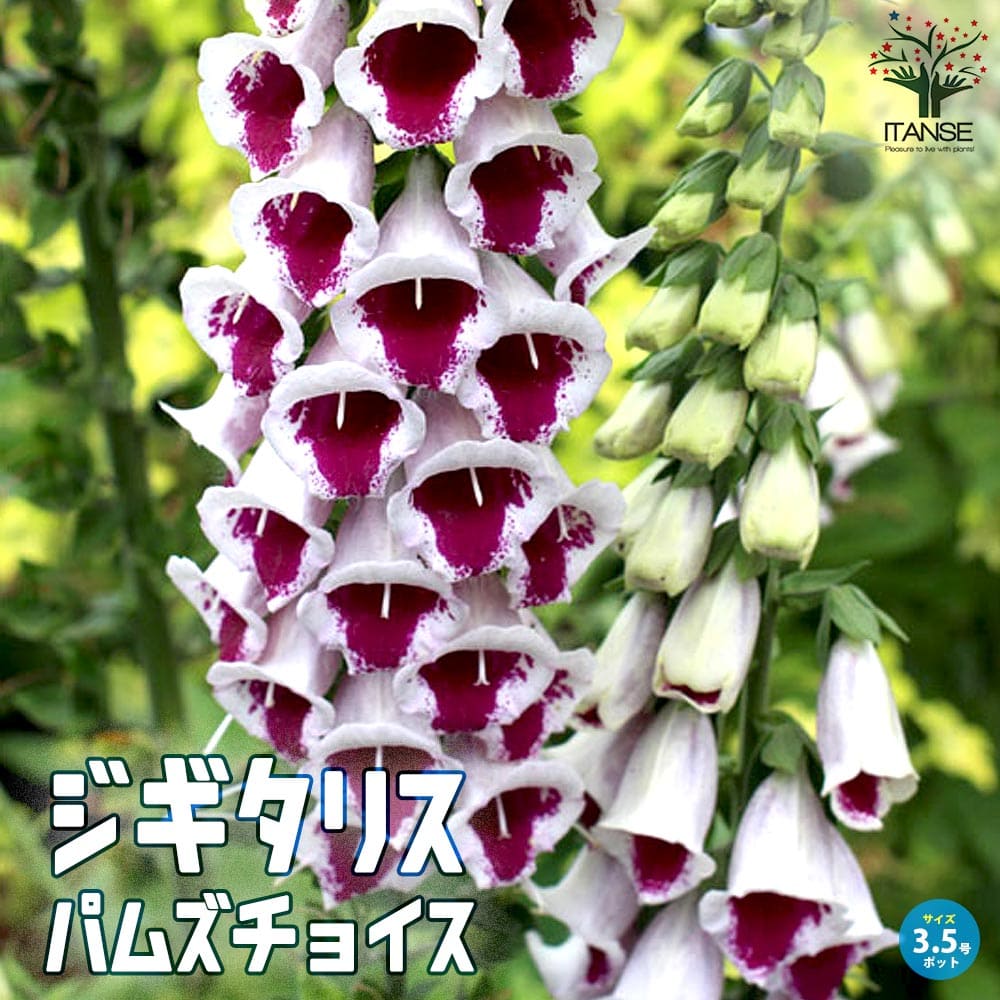 ジギタリス パムズチョイス 宿根草【花苗 10.5cmポット】