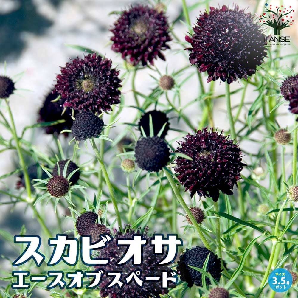 スカビオサ・エースオブスペード【花苗 10.5cmポット】