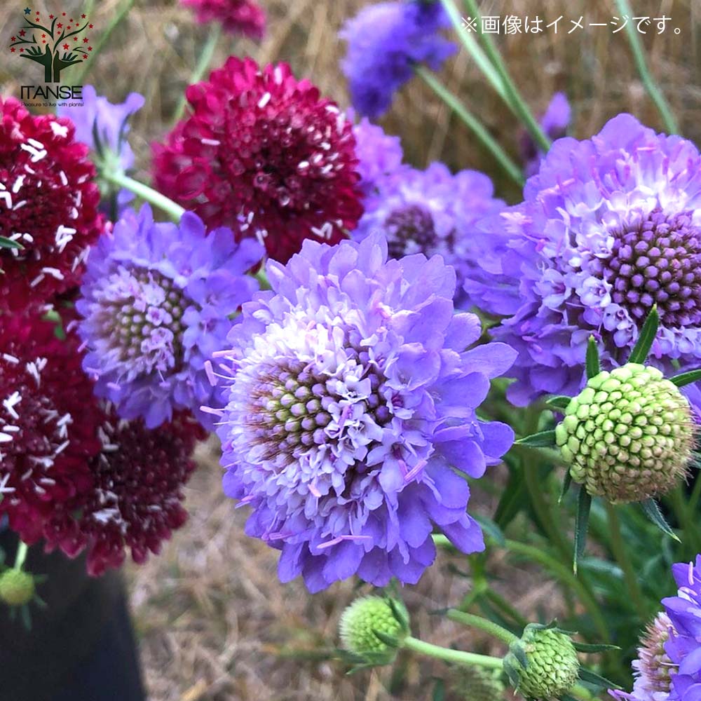 スカビオサ・オックスフォードブルー【花苗 10.5cmポット】｜ 【植物の