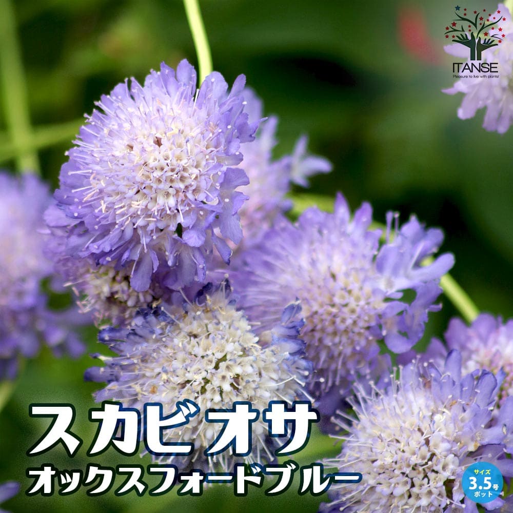 スカビオサ・オックスフォードブルー【花苗 10.5cmポット】