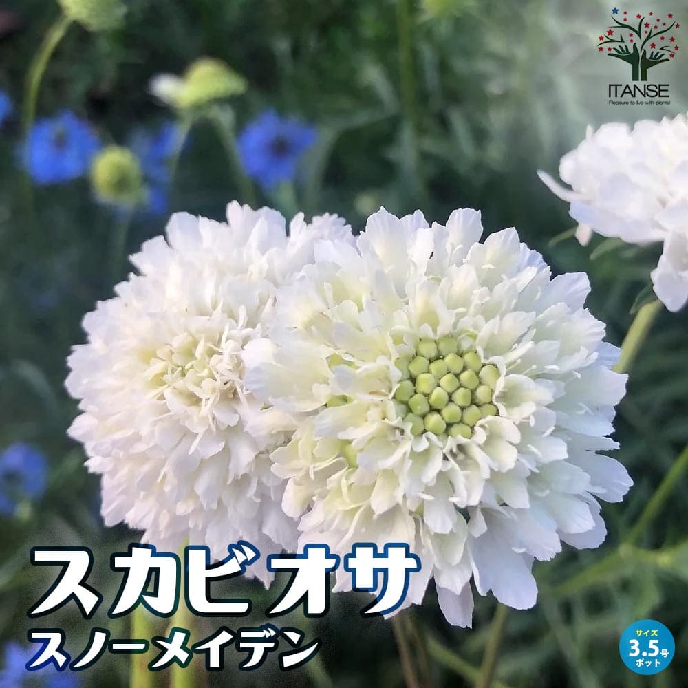 スカビオサ・スノーメイデン【花苗 10.5cmポット】
