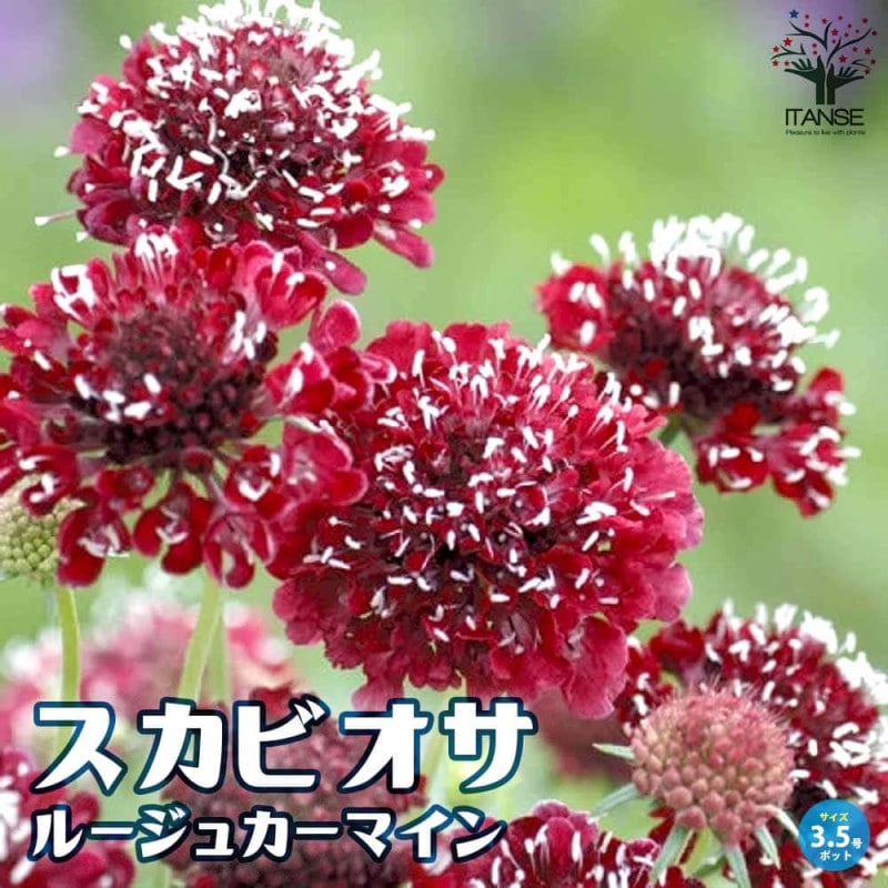 専用‼︎多肉植物^o^ キャンディグレープ錦 キャンディーグレープ | RuPo 多肉植物専門店