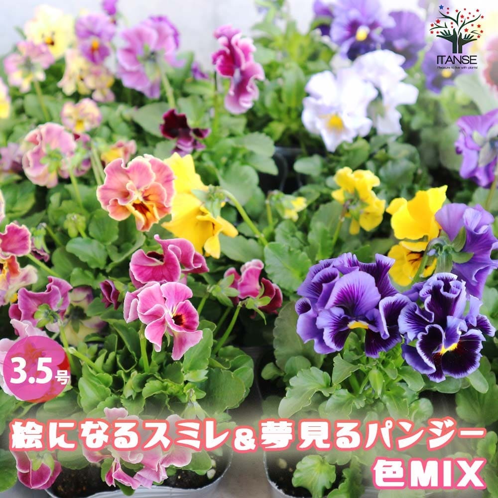 絵になるスミレ&夢見るパンジー3個～【花苗 3.5号ポット苗／色ミックス】