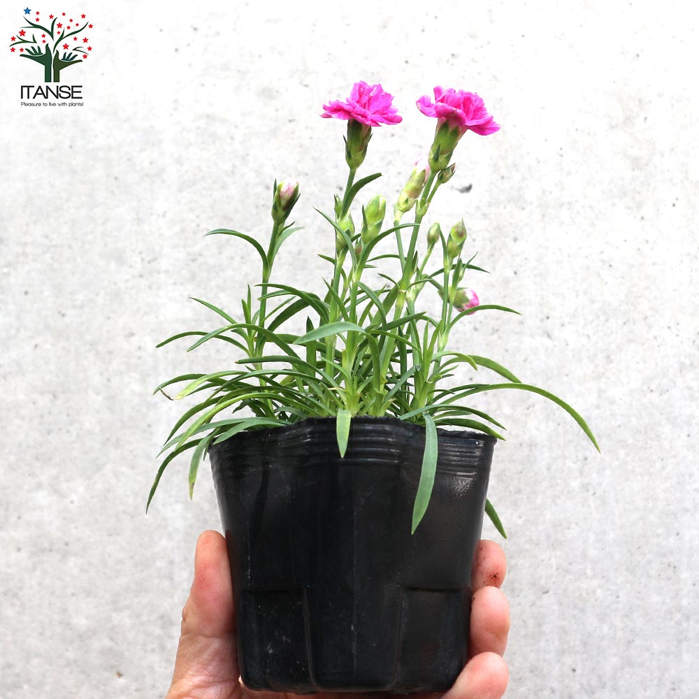 薔薇咲き四季咲き芳香性なでしこ・スイートティアラ【花苗 3号ポット