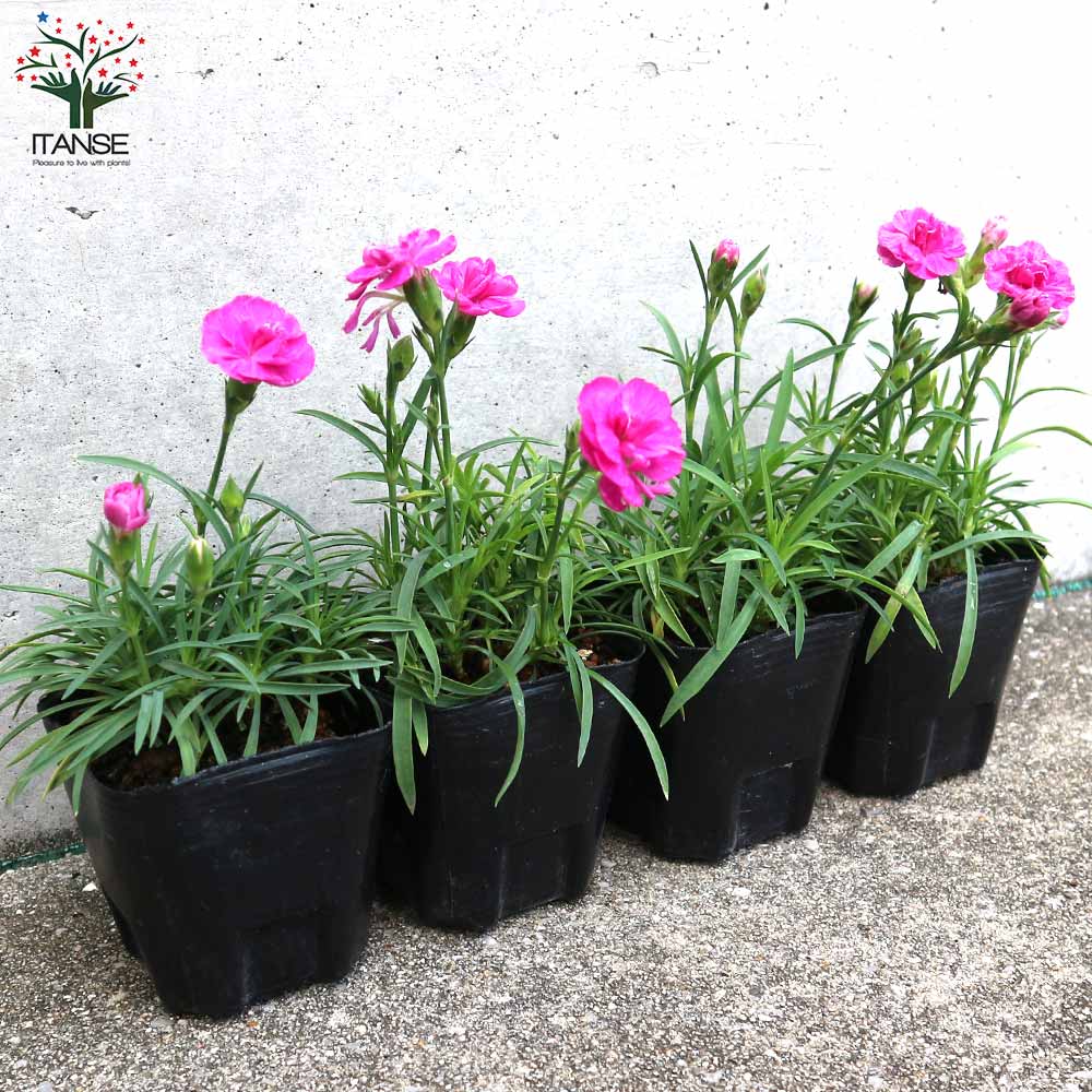 薔薇咲き四季咲き芳香性なでしこ・スイートティアラ【花苗 3号ポット